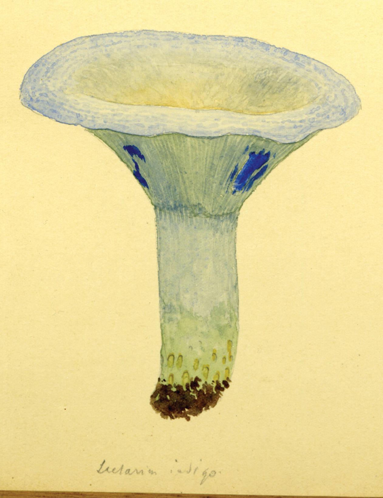 Jakob Emanuel Lange: The man and his mushrooms