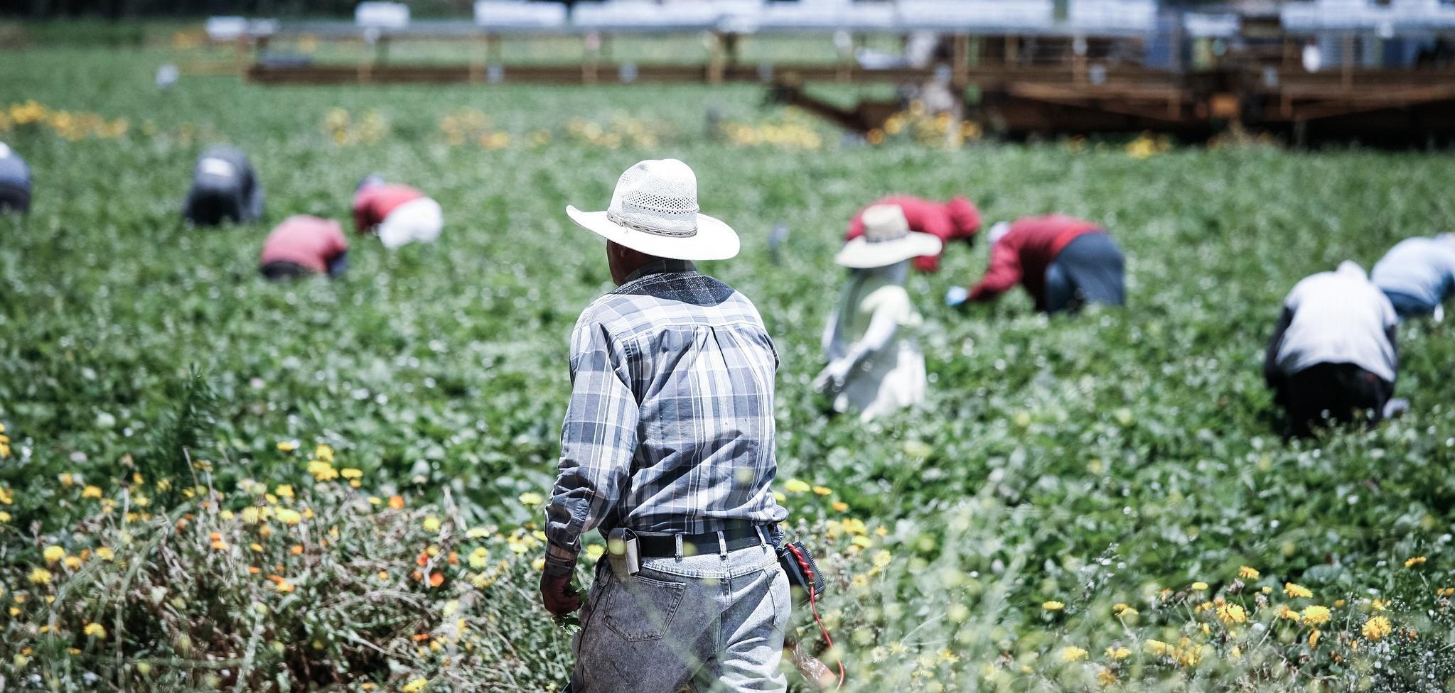 Globalization and NAFTA Caused Migration from Mexico | Political ...