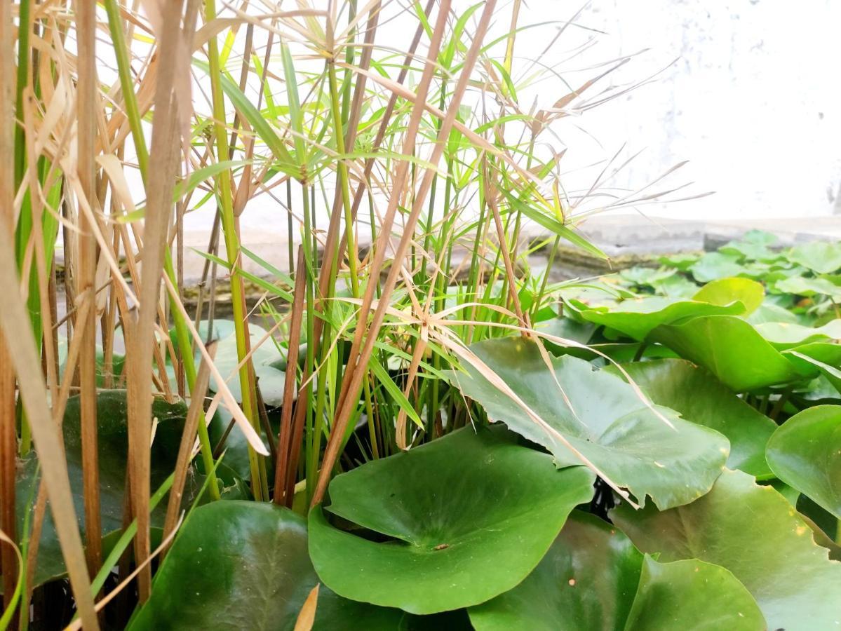 Apartment Garden View