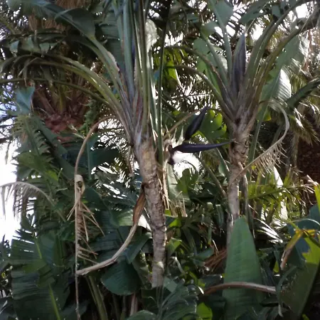 Palmeras-2