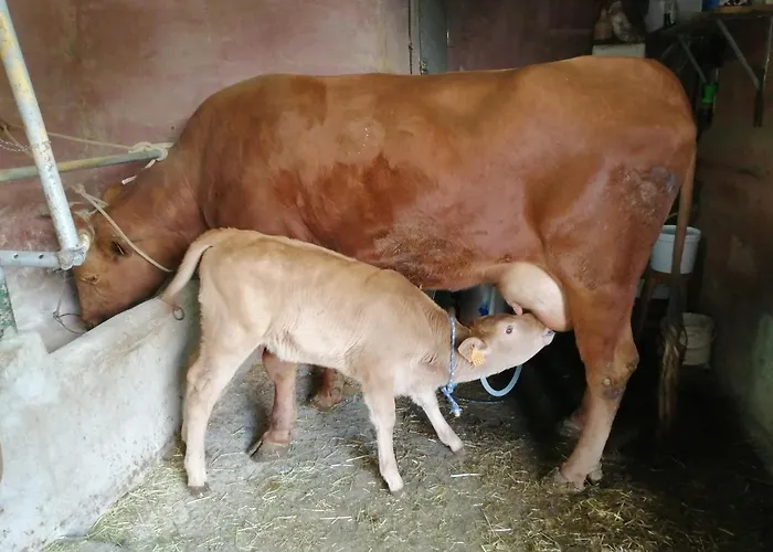 Villa Casa Roque Telde admite animales